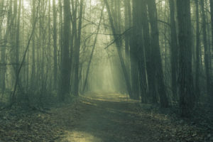 An alley in the foggy forest wiht a human silhouette in the distance