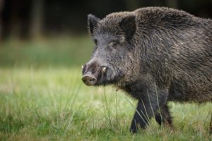 wild-hog